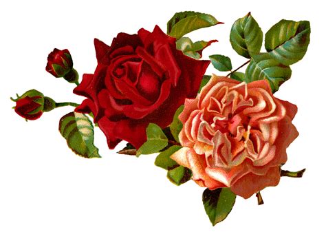 roses clip art|vintage rose clip art.